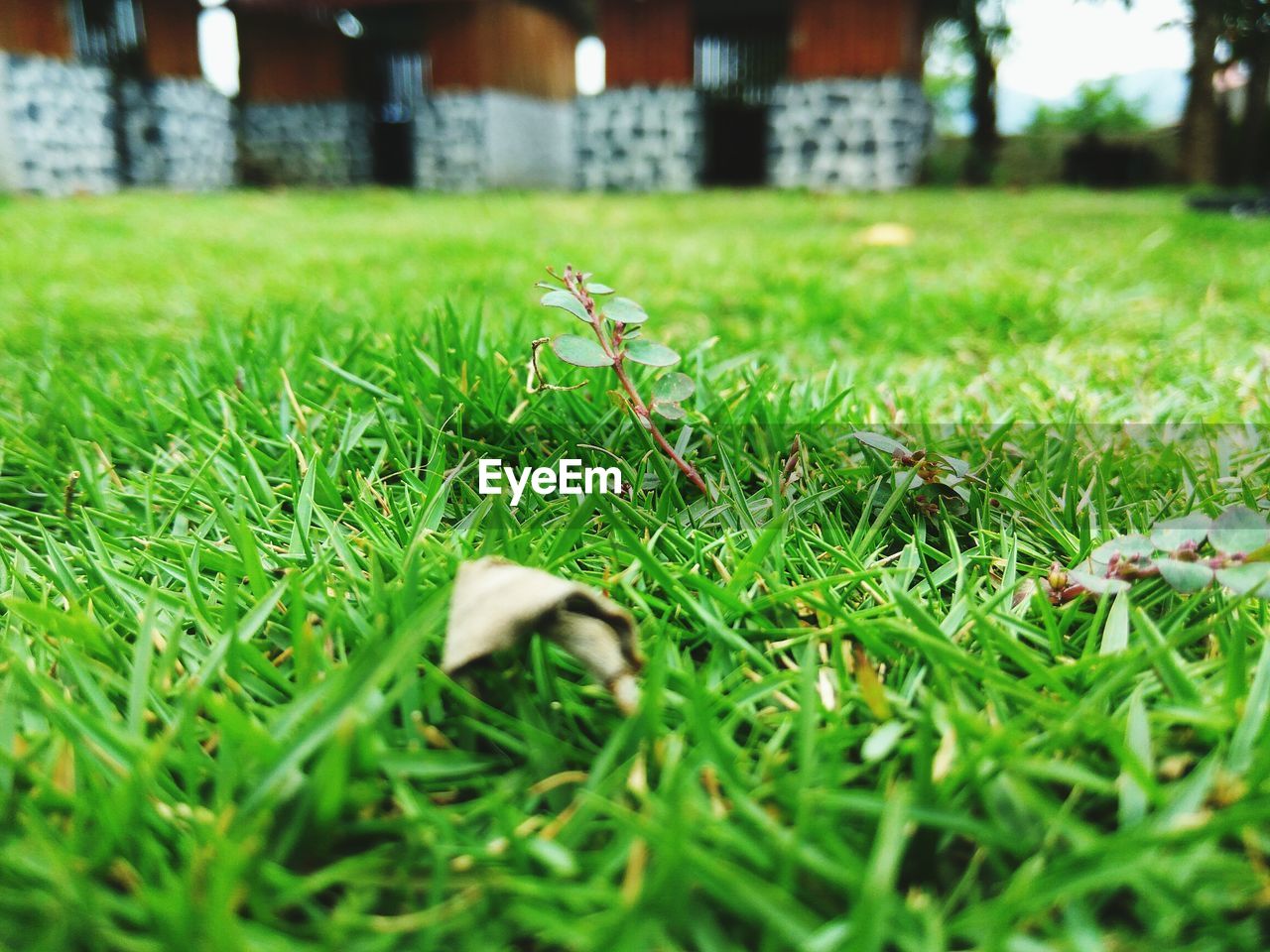 CLOSE-UP OF MUSHROOM GROWING ON FIELD