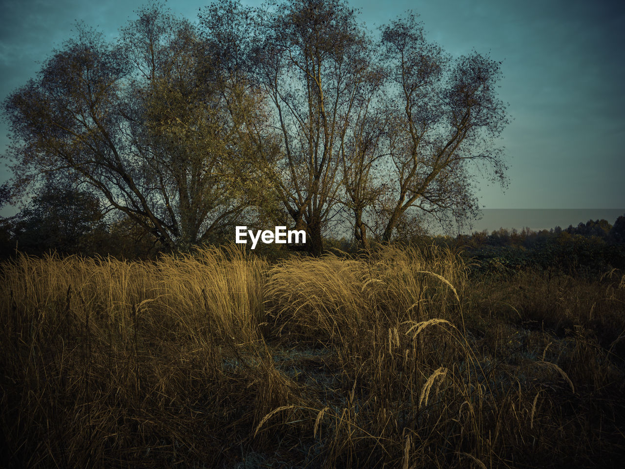 VIEW OF TREES ON FIELD
