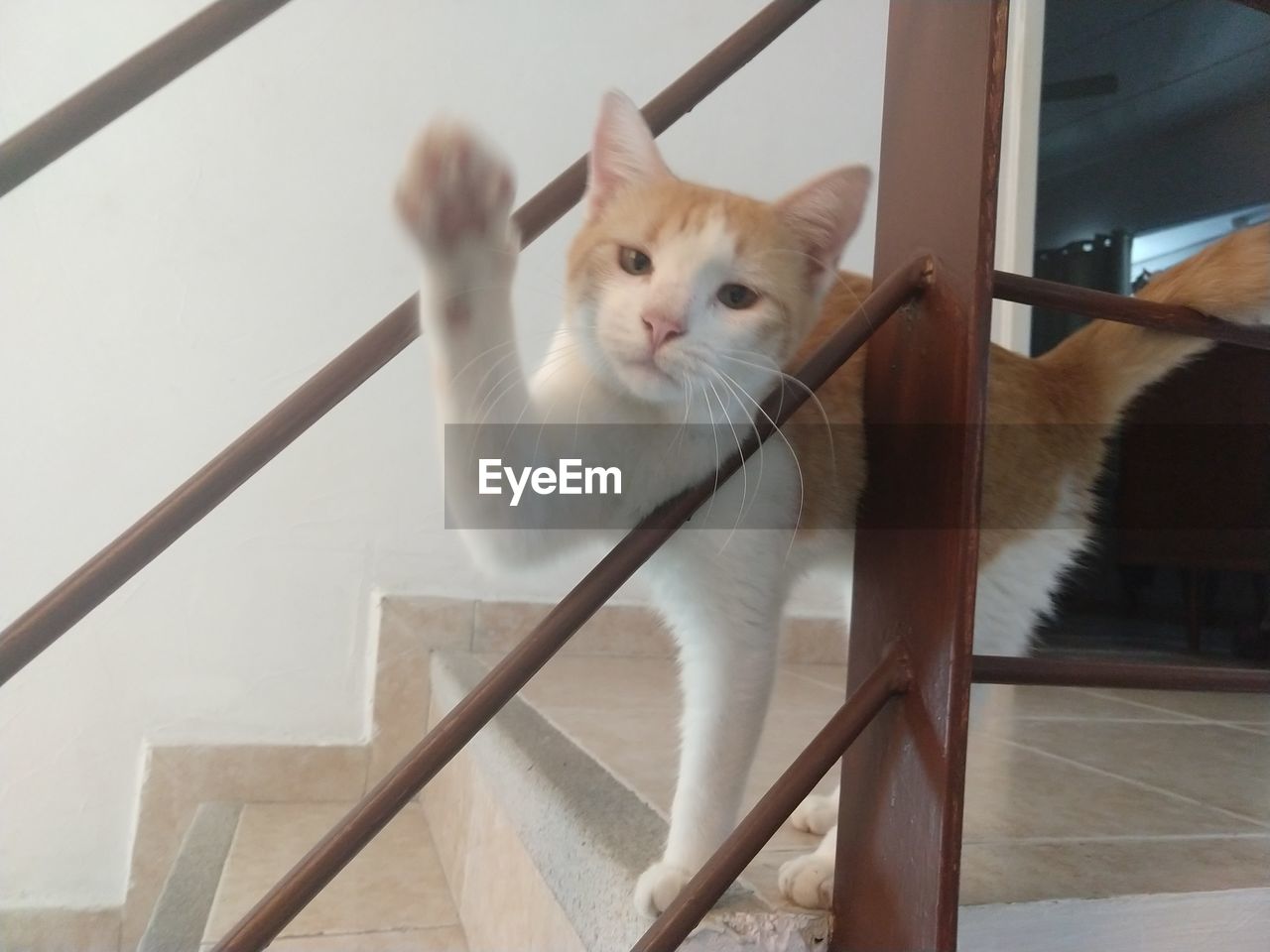 CAT RESTING ON STAIRCASE