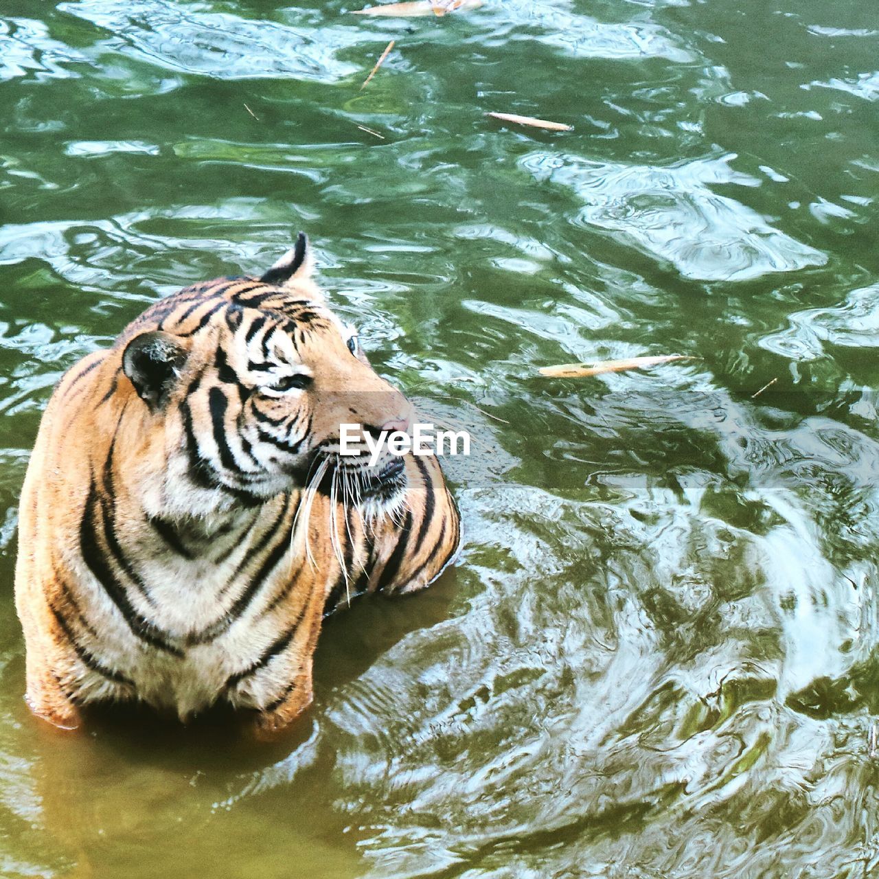 High angle view of tiger in lake