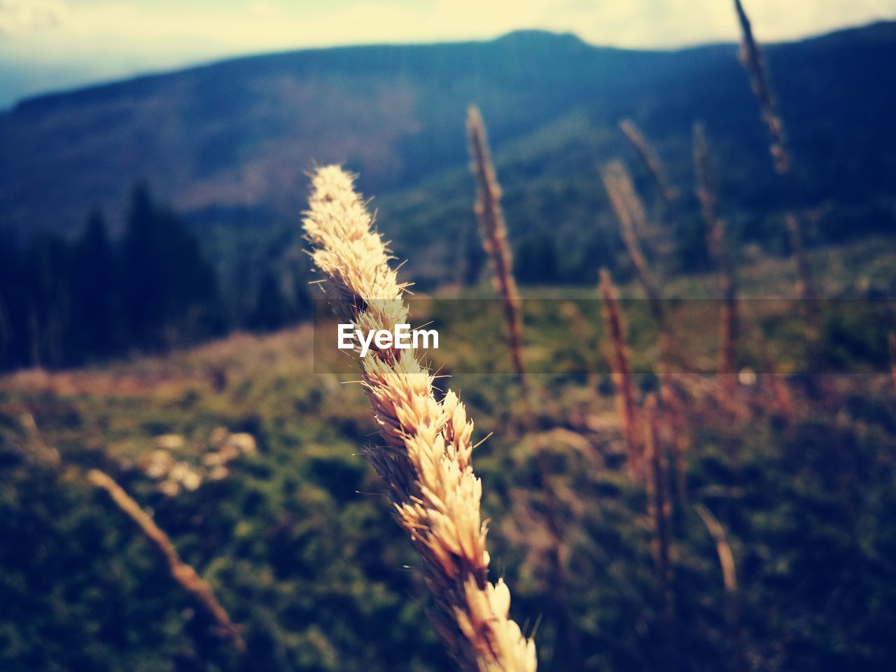 Close-up of plant growing on field