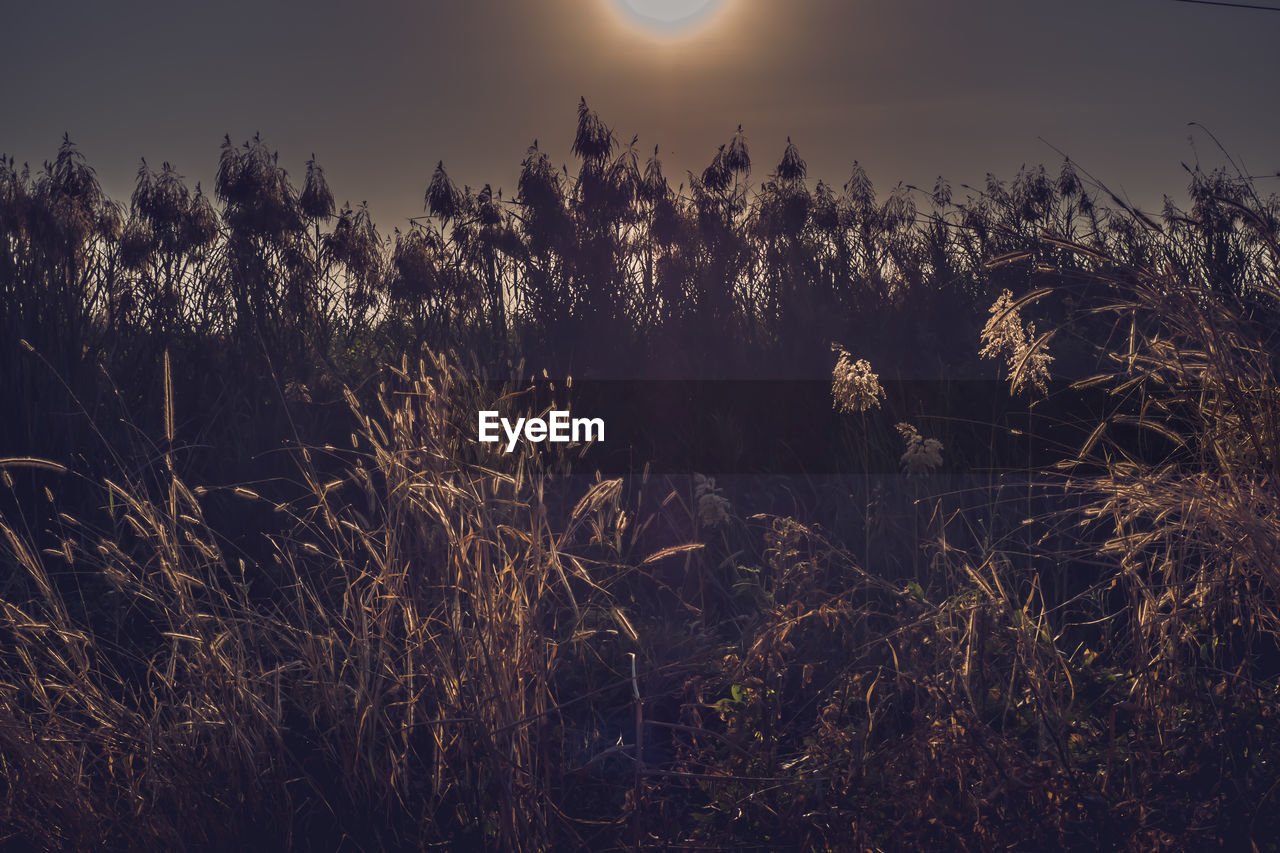 SCENIC VIEW OF SKY OVER FIELD