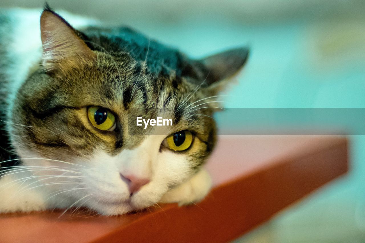 Close-up portrait of cat