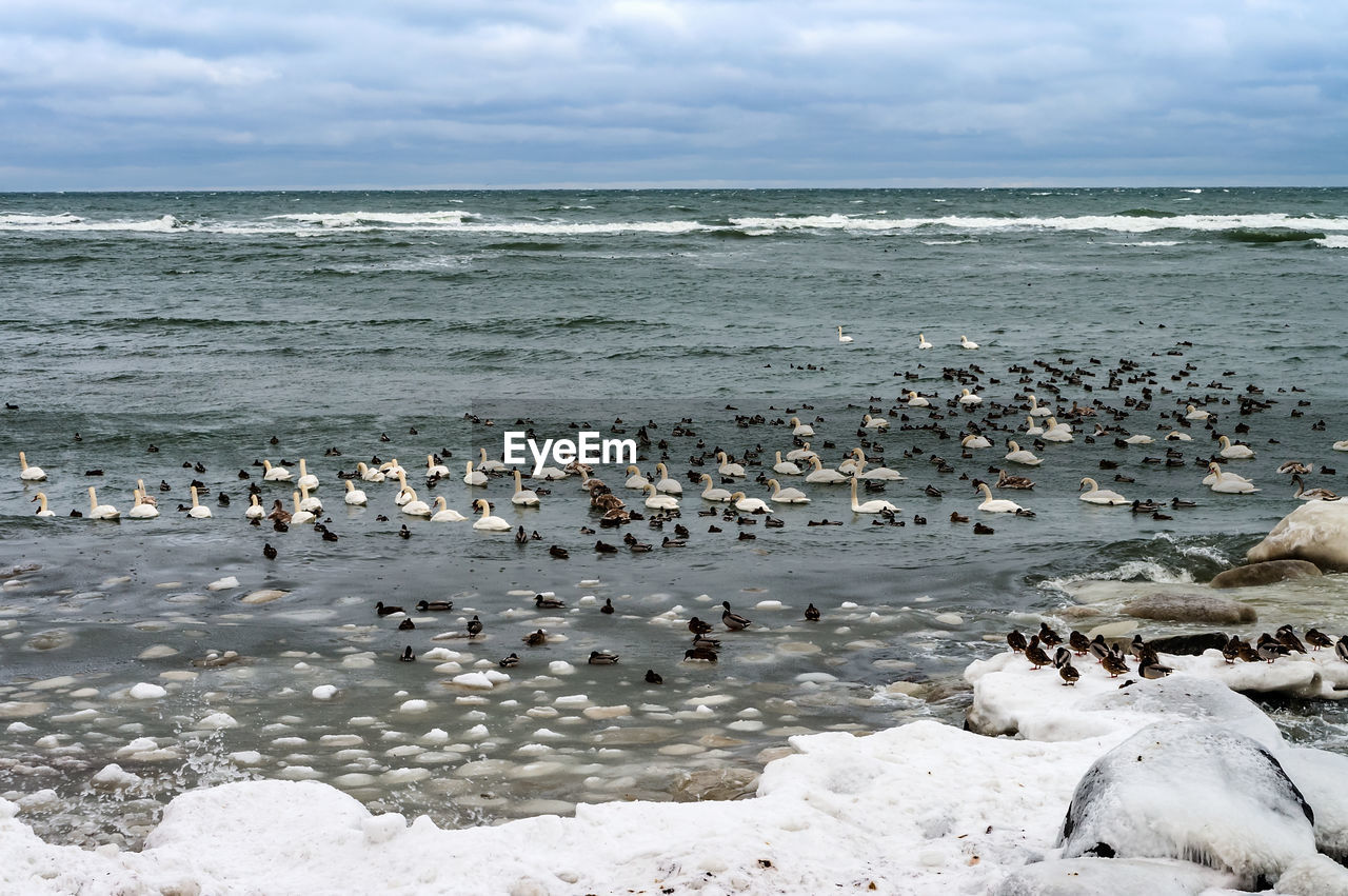 Waterfowl in winter. birds on the sea in winter. swans and gulls in the sea in winter.