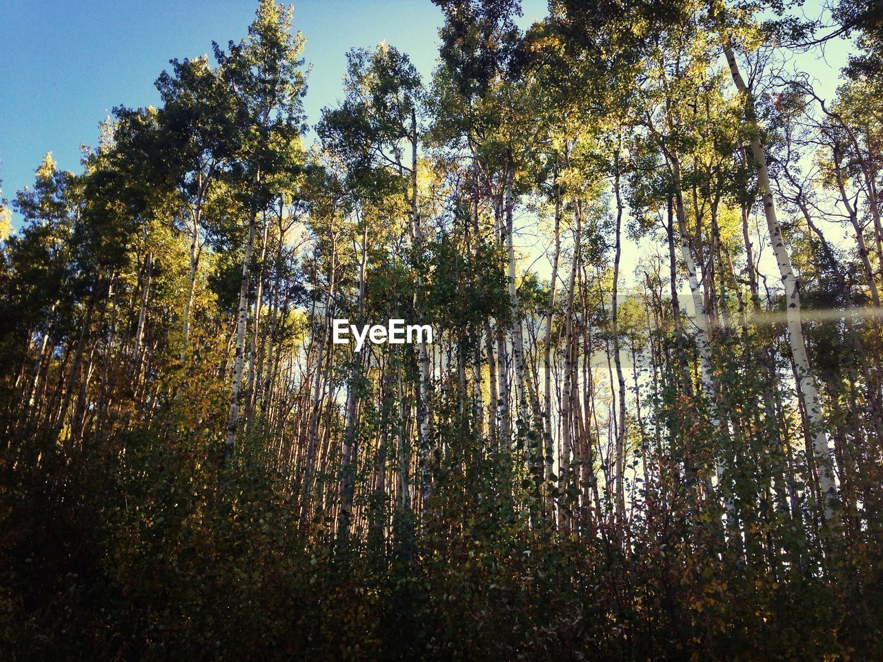 Low angle view of trees in forest