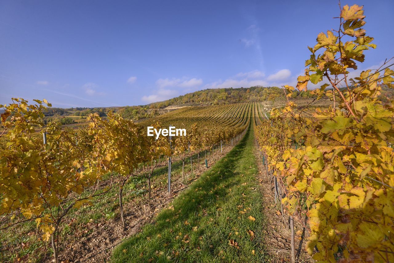 VINEYARD AGAINST SKY