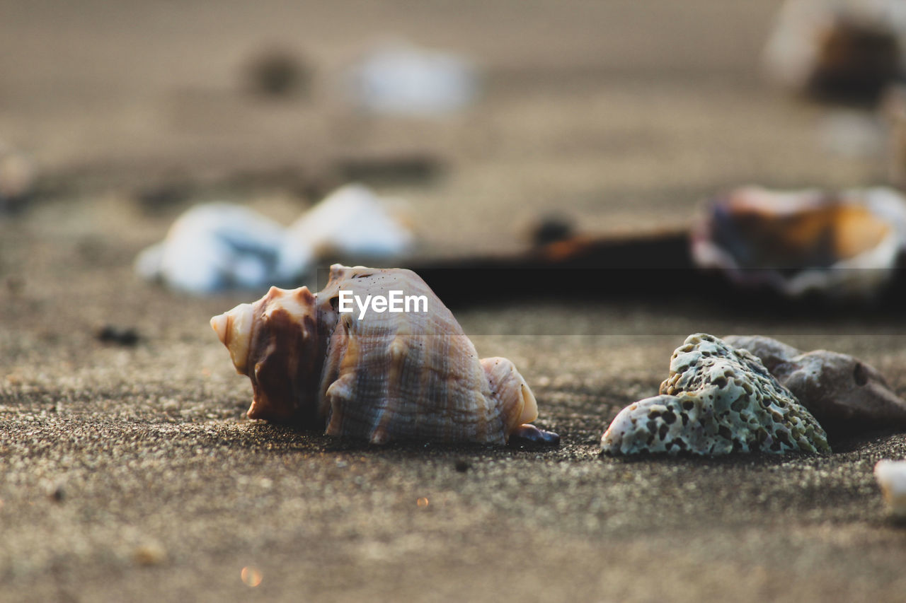 CLOSE-UP OF CRAB ON BEACH