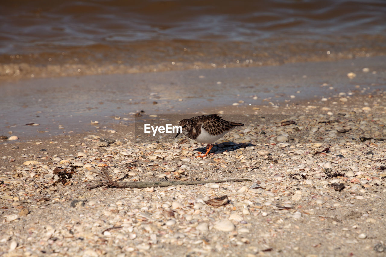 Foraging ruddy turnstone wading bird arenaria interpres along the shoreline of clam pass in naples