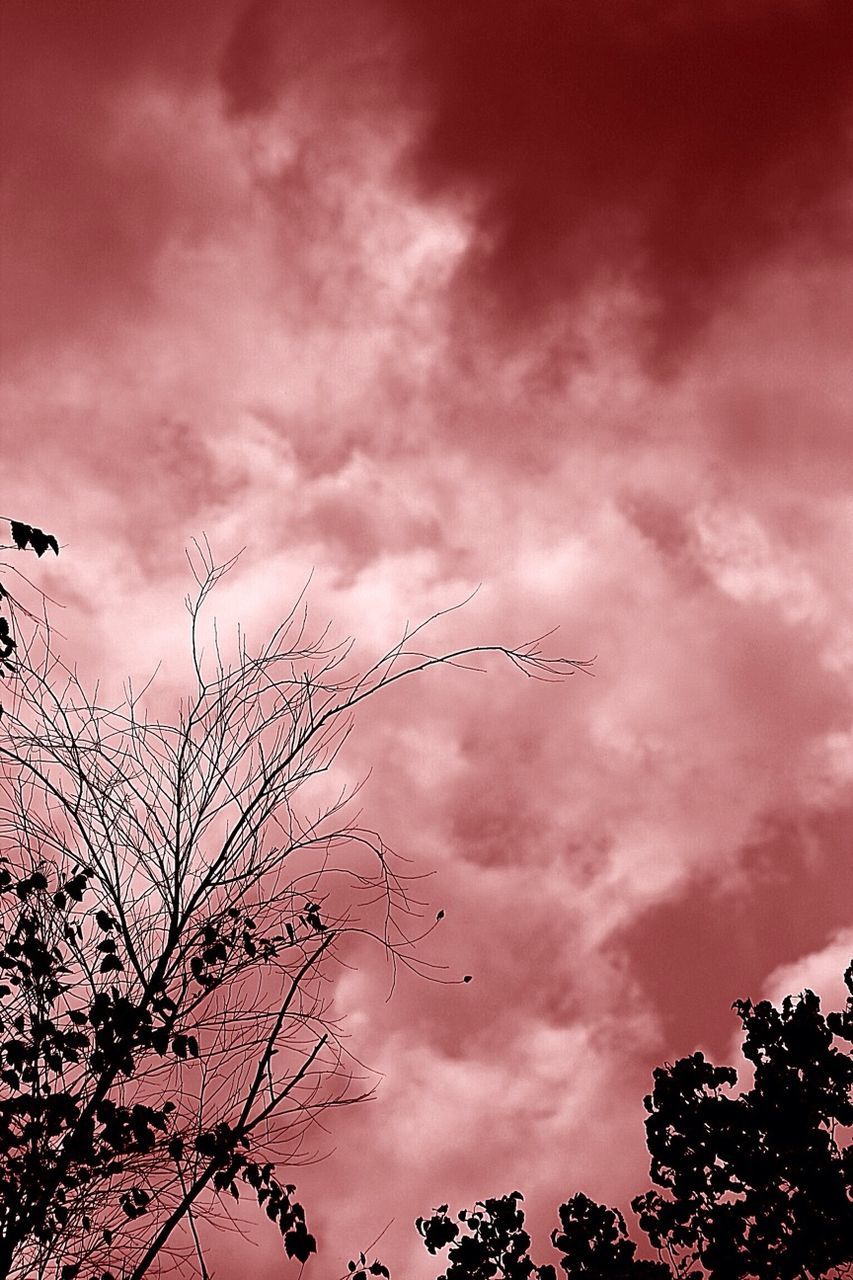 LOW ANGLE VIEW OF TREES AGAINST CLOUDY SKY