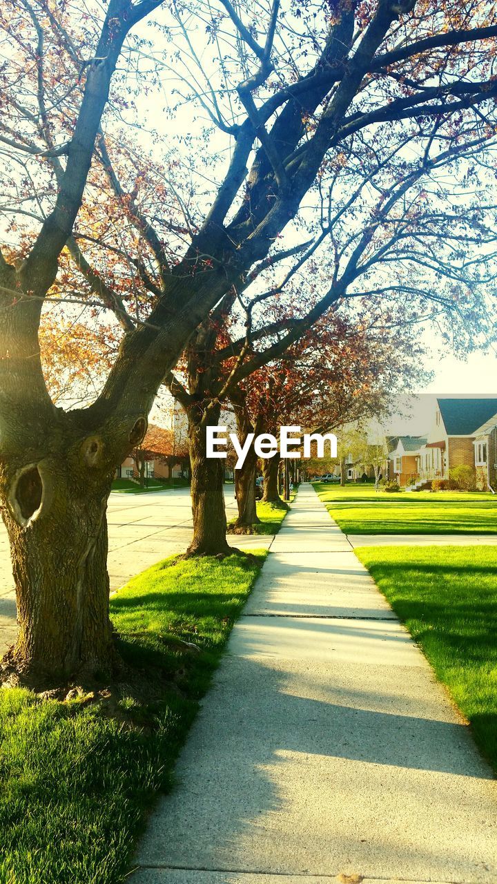 TREES ON FOOTPATH