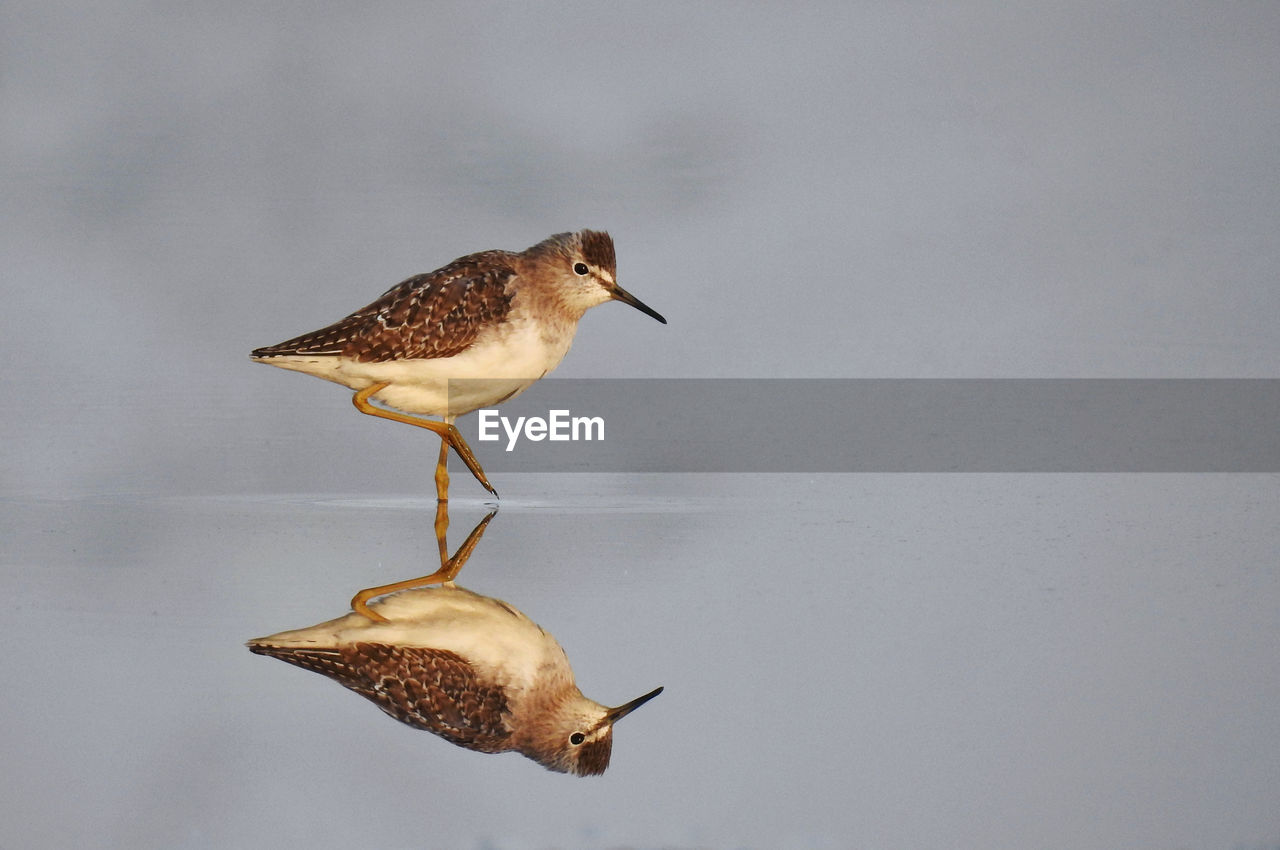 HIGH ANGLE VIEW OF A BIRD