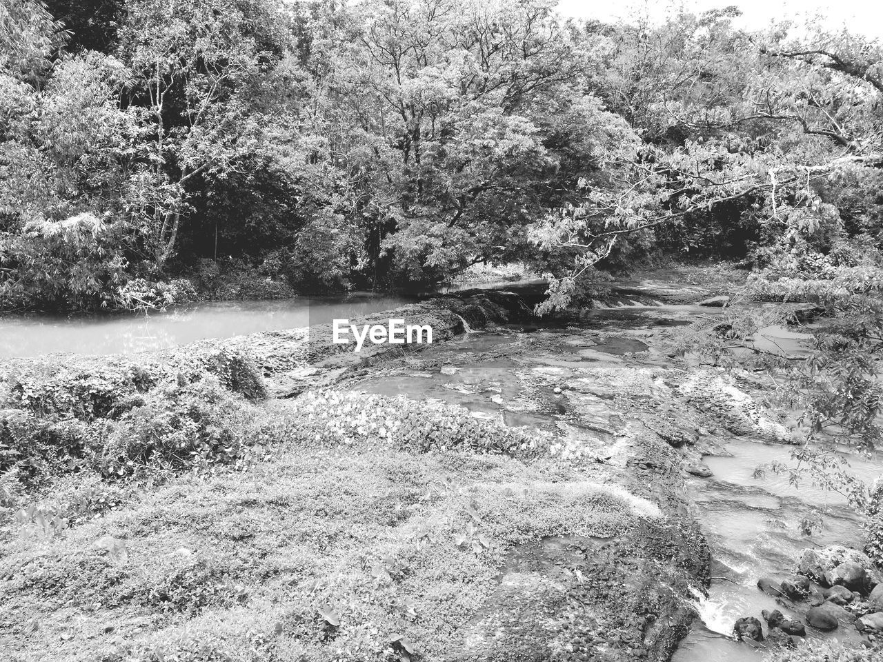 SCENIC VIEW OF RIVER IN FOREST