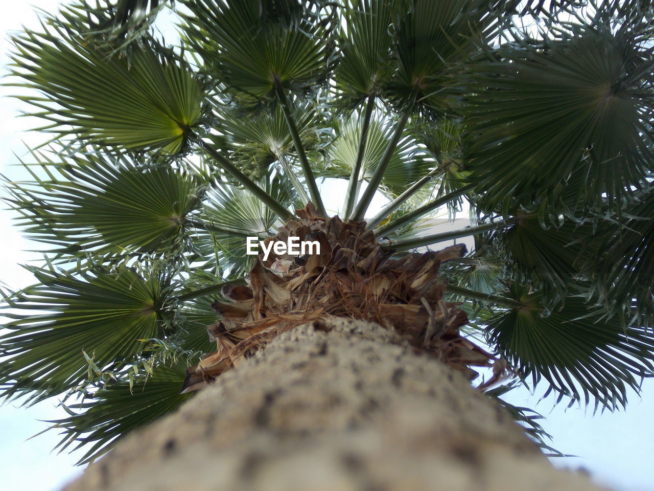 Low angle view of palm tree