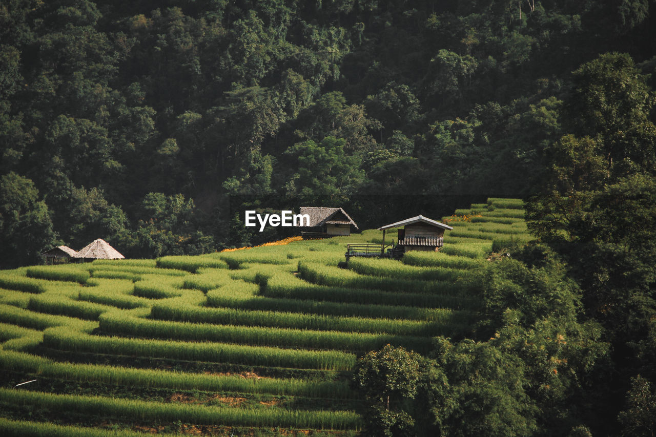 Scenic view of agricultural field