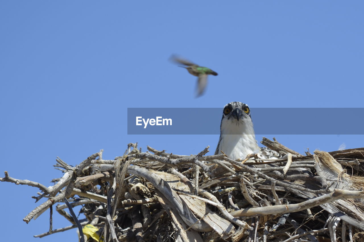 LOW ANGLE VIEW OF HAWK AGAINST CLEAR BLUE SKY