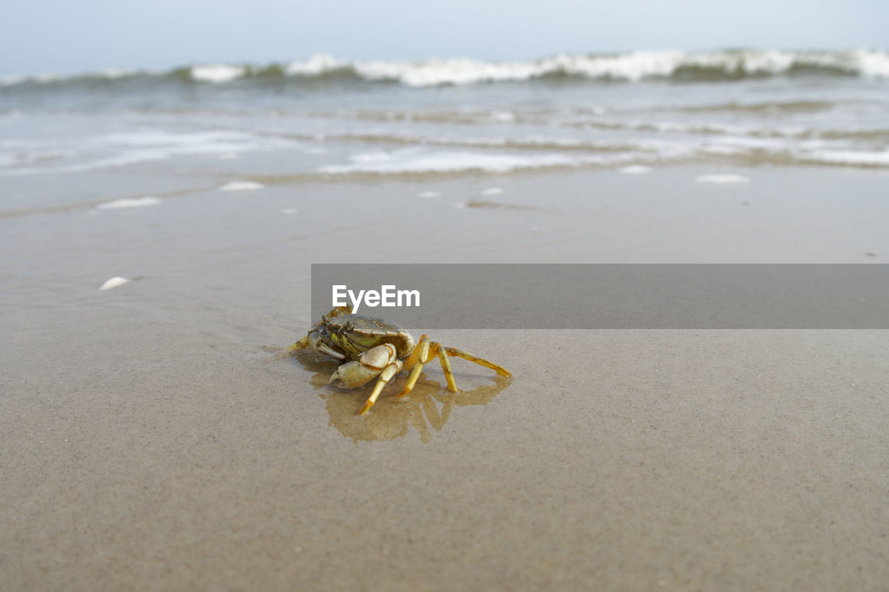 Close-up of crab on beach