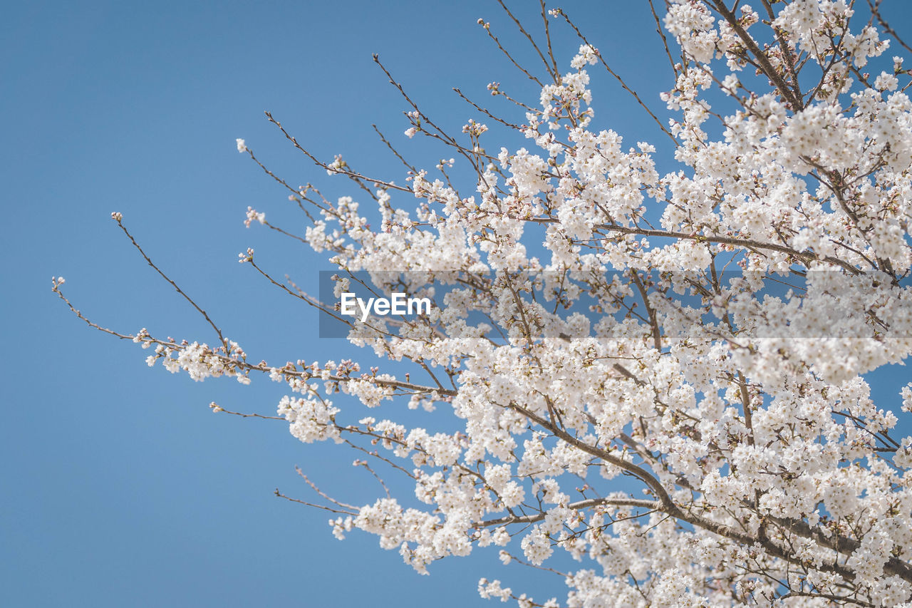 low angle view of cherry blossoms against sky
