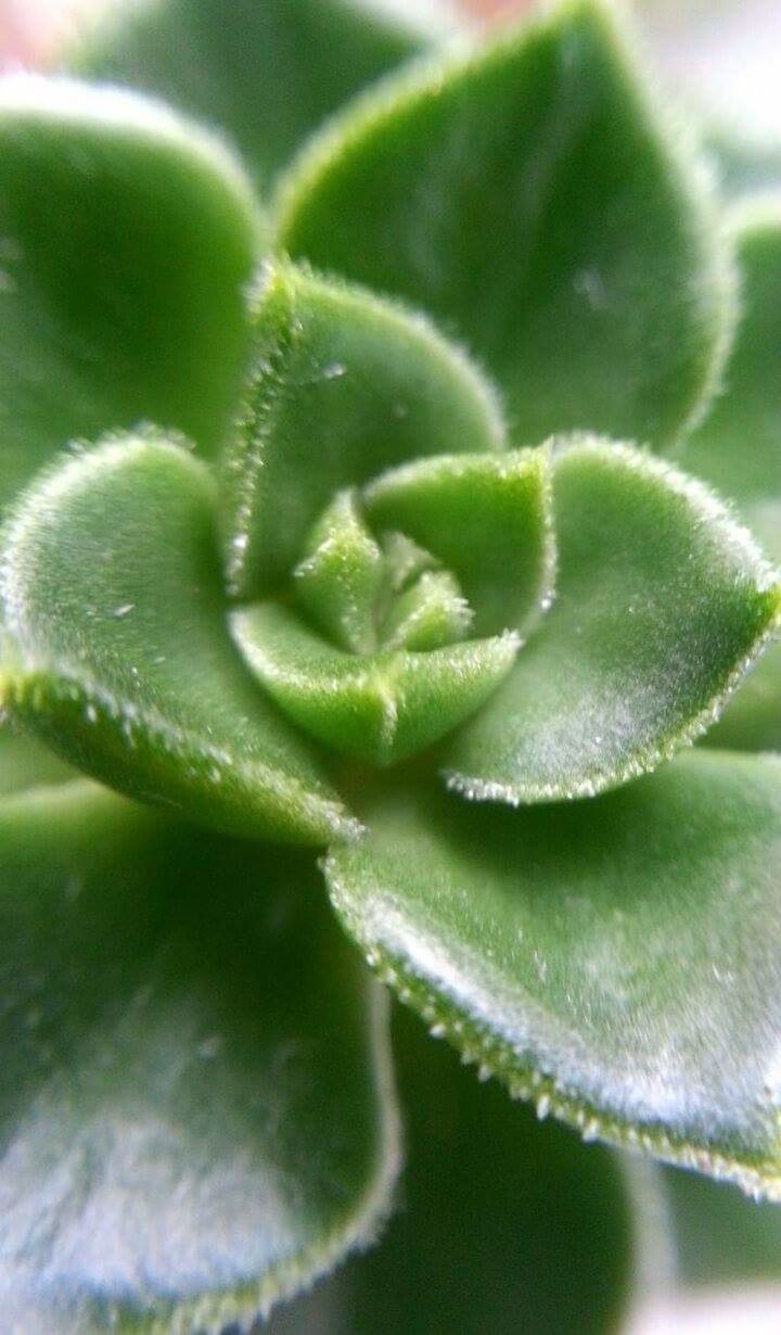 CLOSE-UP OF PLANTS