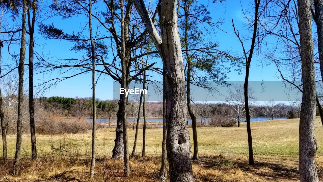 BARE TREES IN FIELD AGAINST SKY