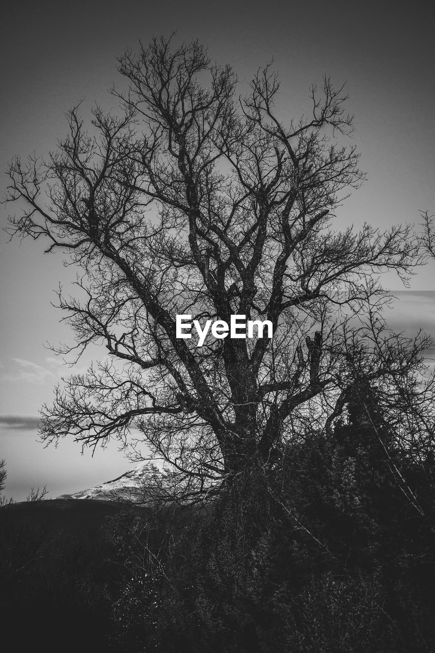 Close-up of silhouette tree against sky