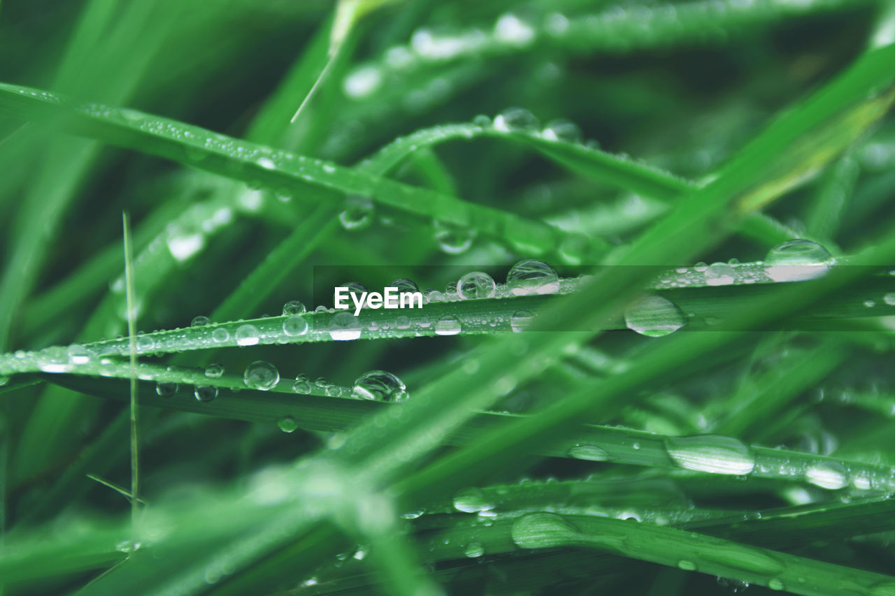 green, grass, plant, dew, moisture, wet, drop, water, nature, growth, blade of grass, beauty in nature, lawn, leaf, close-up, plant part, no people, freshness, macro photography, selective focus, plant stem, rain, backgrounds, flower, outdoors, environment, day, hierochloe, full frame, tranquility