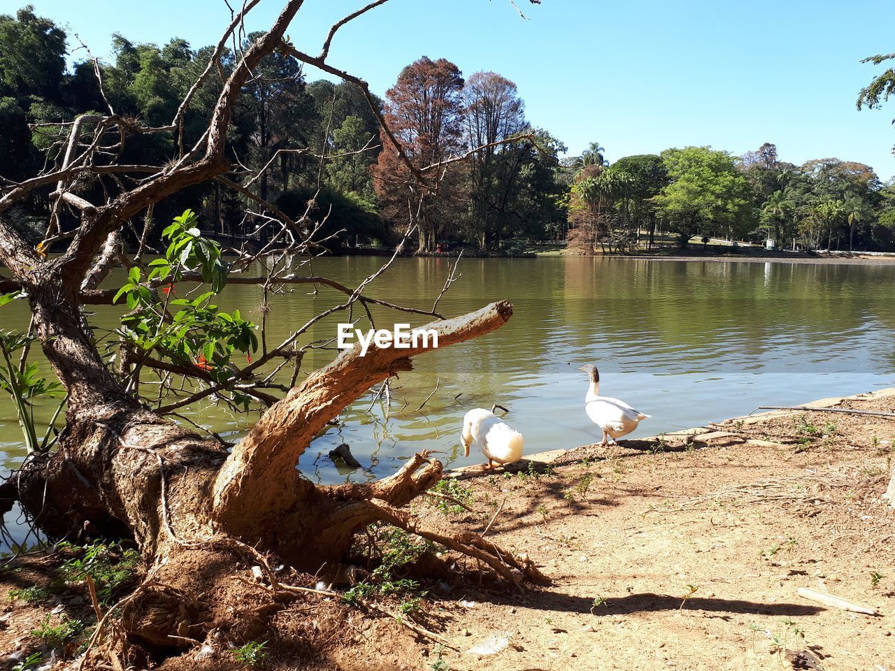 SWAN ON LAKE SHORE