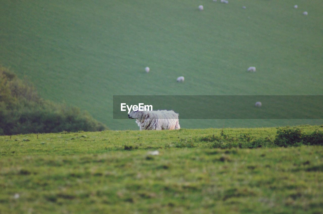 SHEEP ON A FIELD