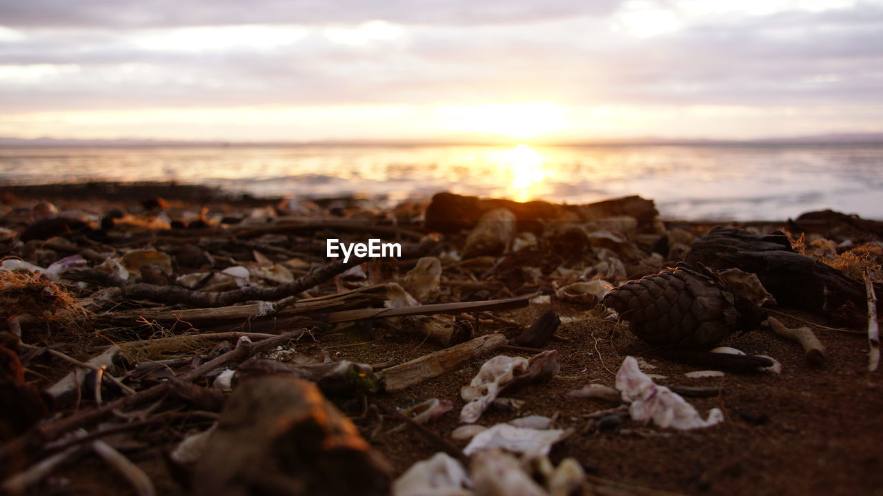 Close-up of beach against sky during sunset