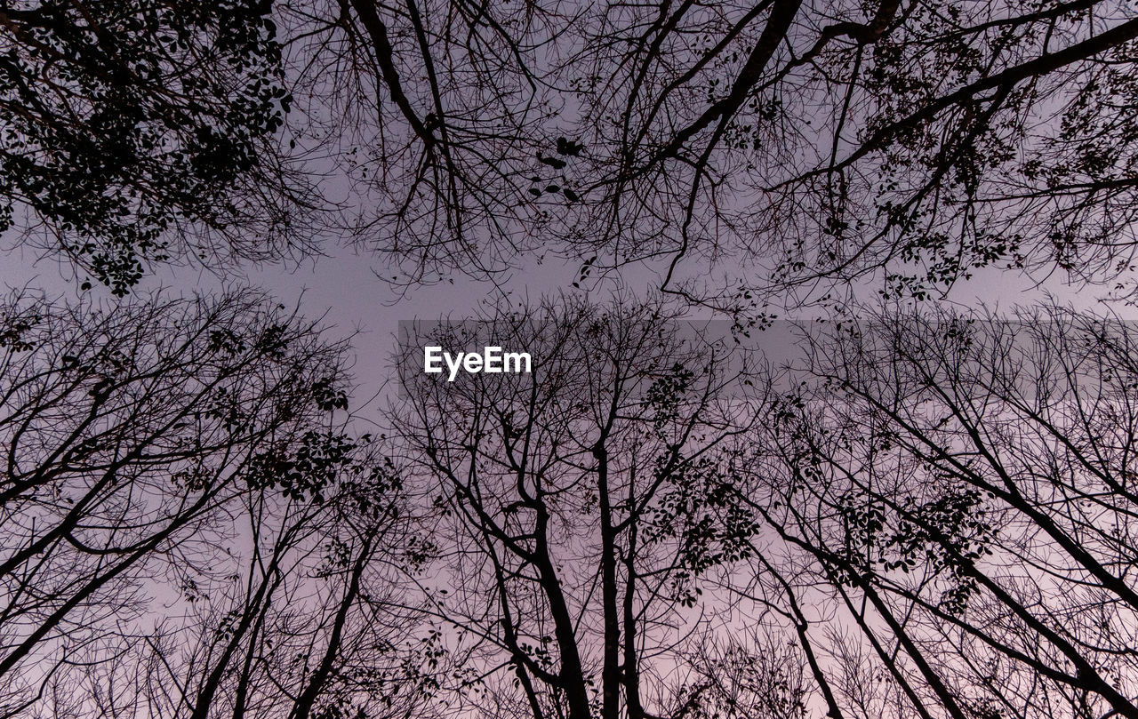 LOW ANGLE VIEW OF SILHOUETTE BARE TREES AGAINST SKY