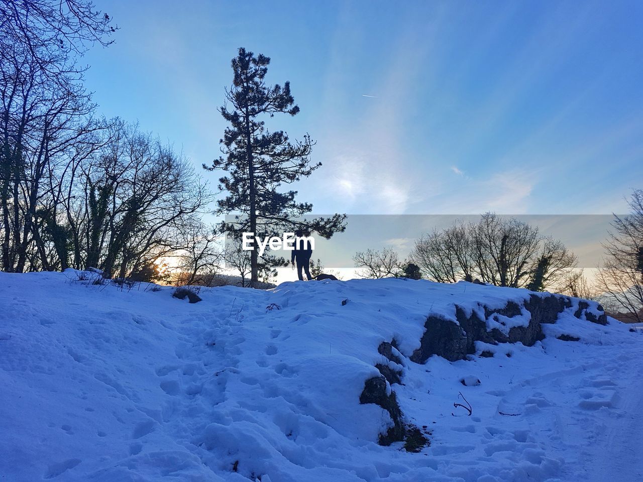 LOW ANGLE VIEW OF TREES AGAINST SNOW COVERED SKY