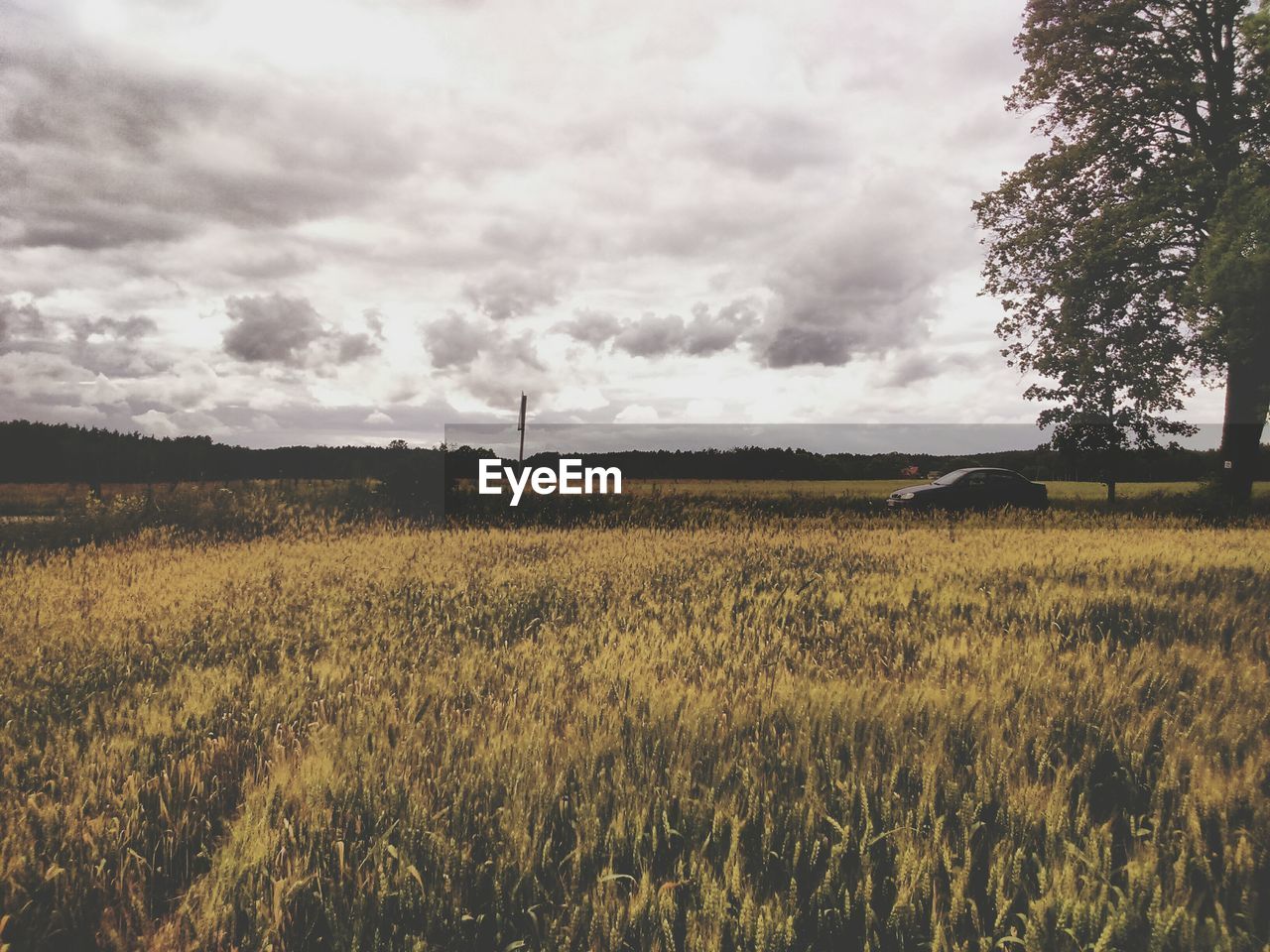 VIEW OF FIELD AGAINST SKY