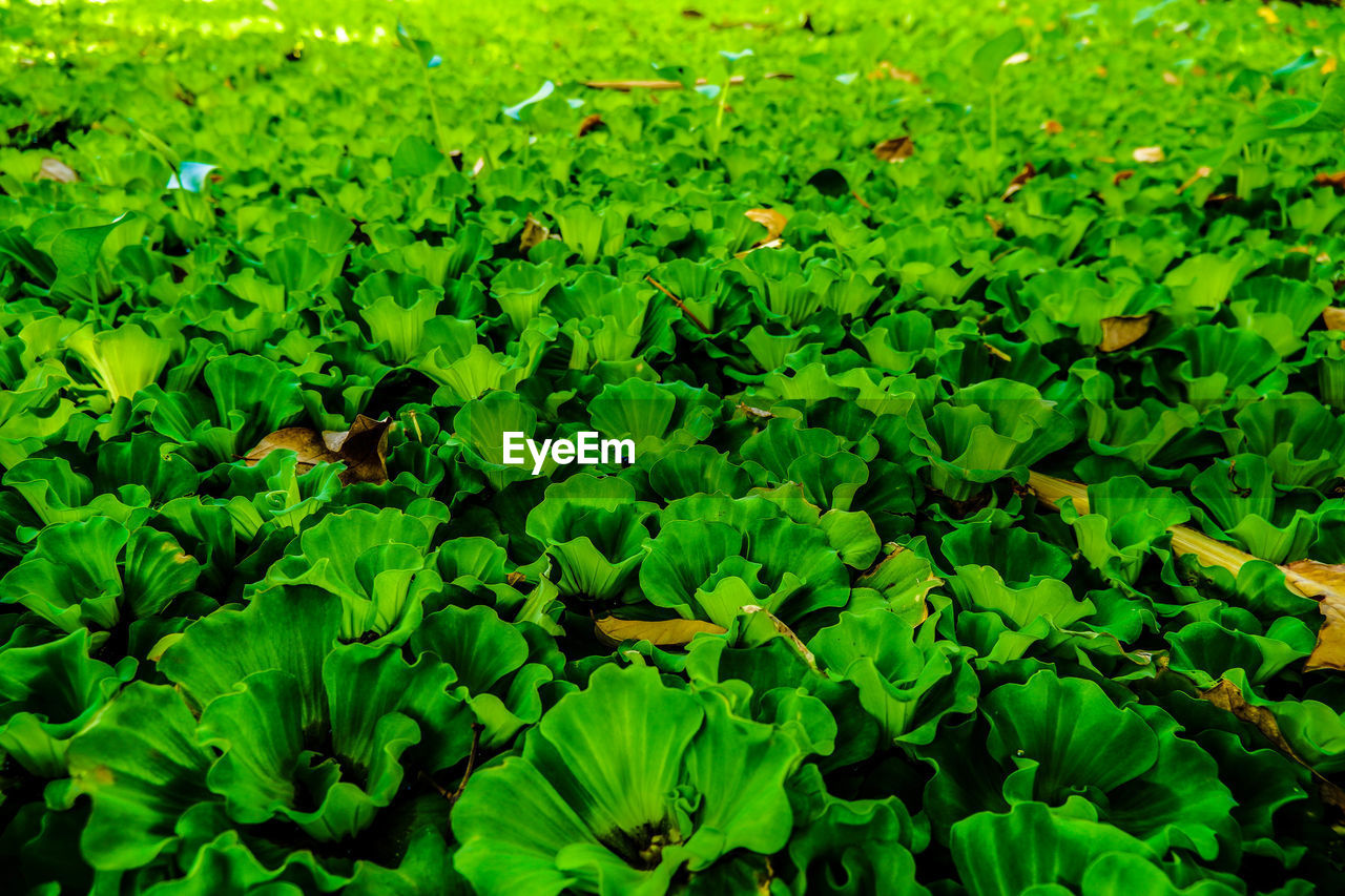 Full frame shot of fresh green plants