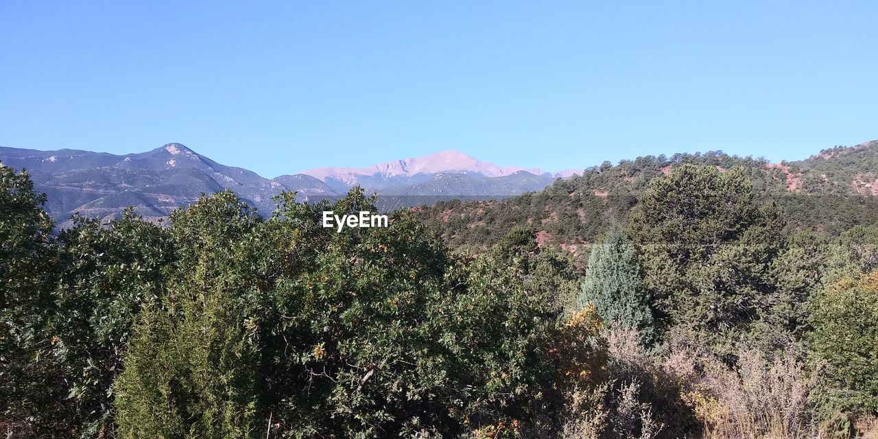 PLANTS AND MOUNTAINS AGAINST SKY