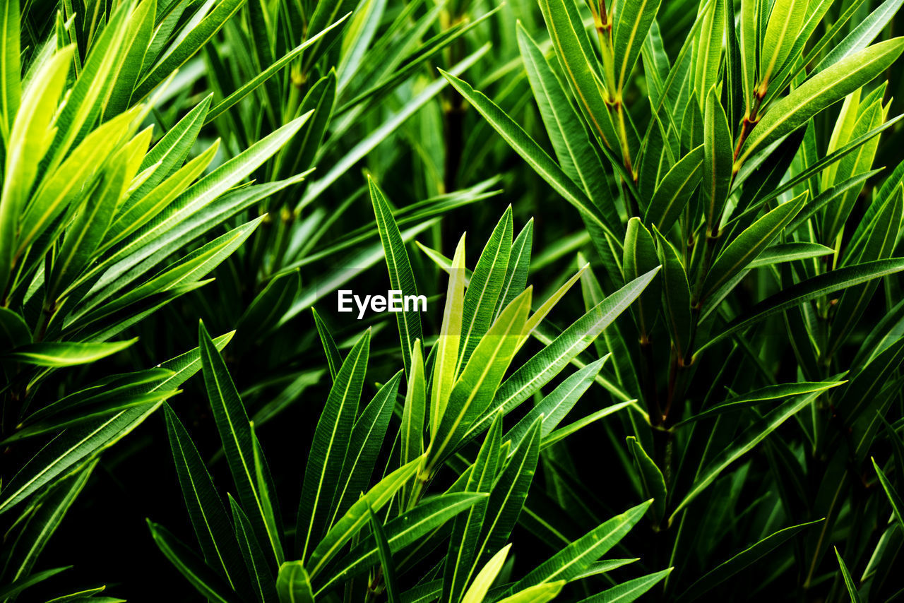 plant, green, growth, grass, nature, beauty in nature, leaf, lawn, backgrounds, tree, full frame, no people, plant part, field, plant stem, land, close-up, day, outdoors, flower, tranquility, agriculture, lush foliage, freshness, foliage, sweet grass, hierochloe