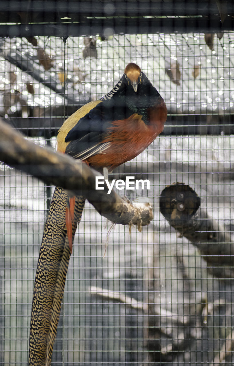 VIEW OF BIRD PERCHING IN CAGE