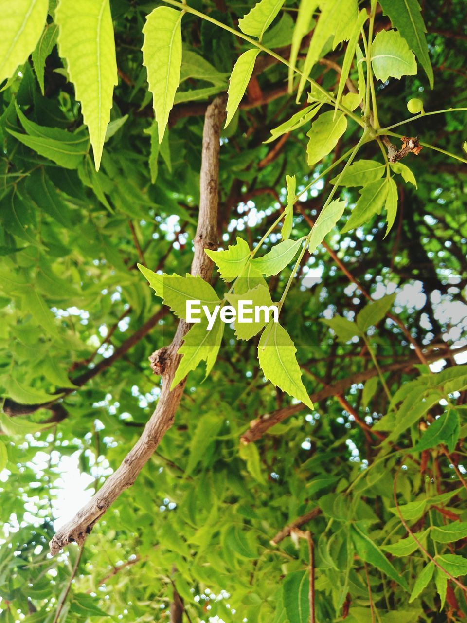 LOW ANGLE VIEW OF TREES