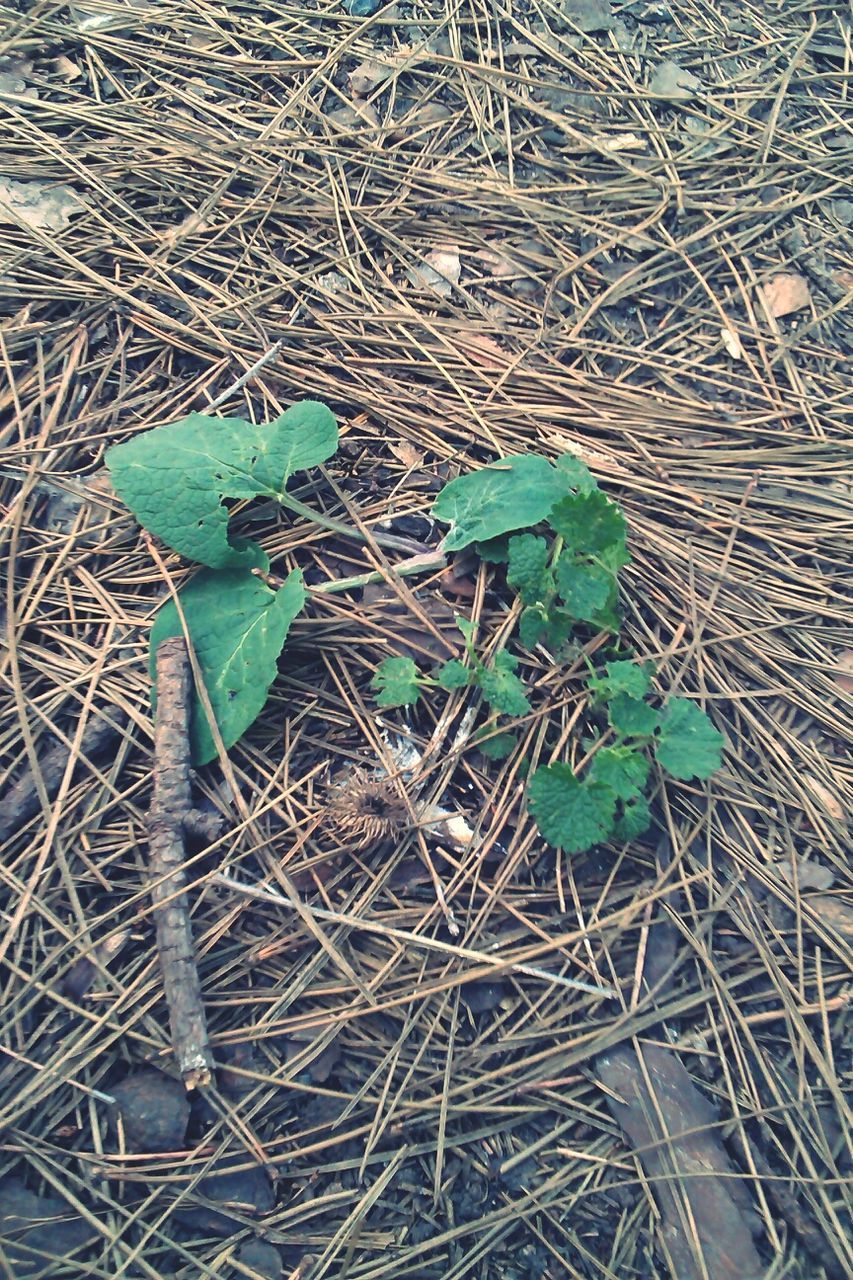 CLOSE-UP OF PLANT