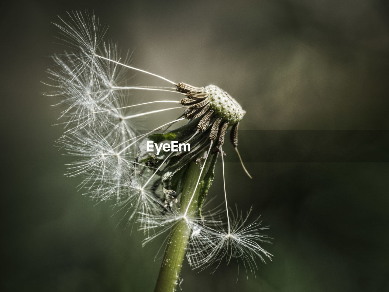 Close-up of wilted dandelion