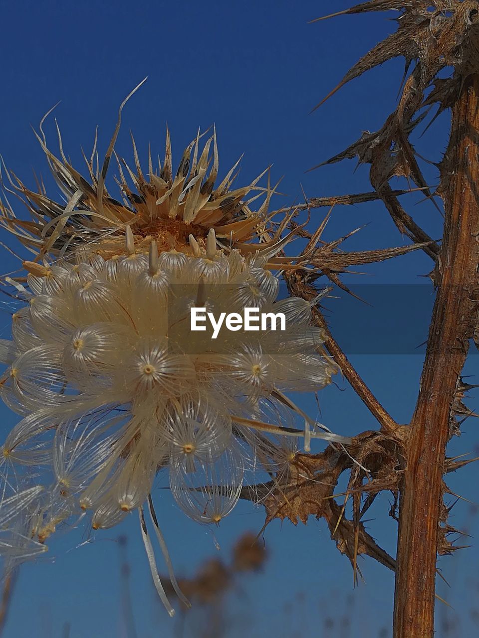 CLOSE-UP OF FLOWERS ON TREE