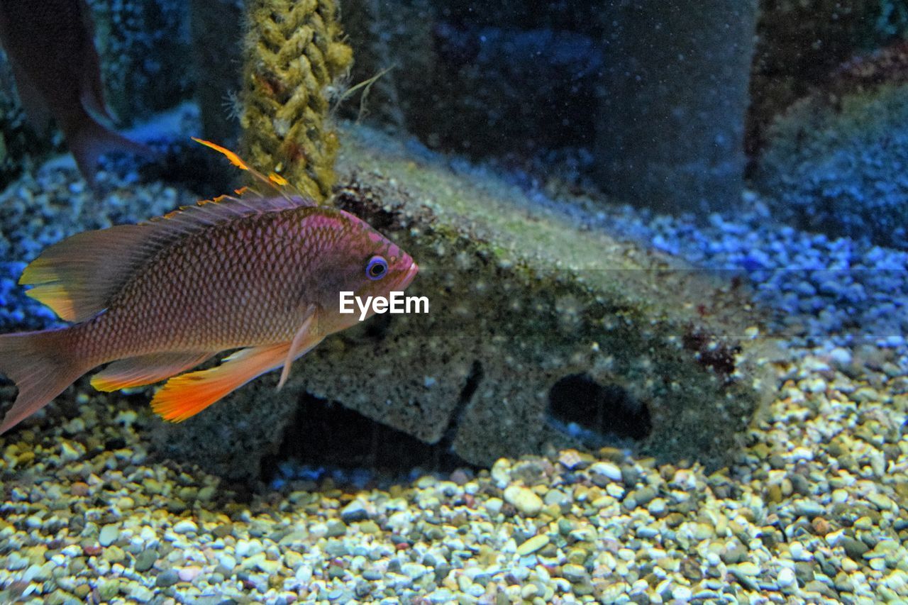 Close-up of fish in aquarium