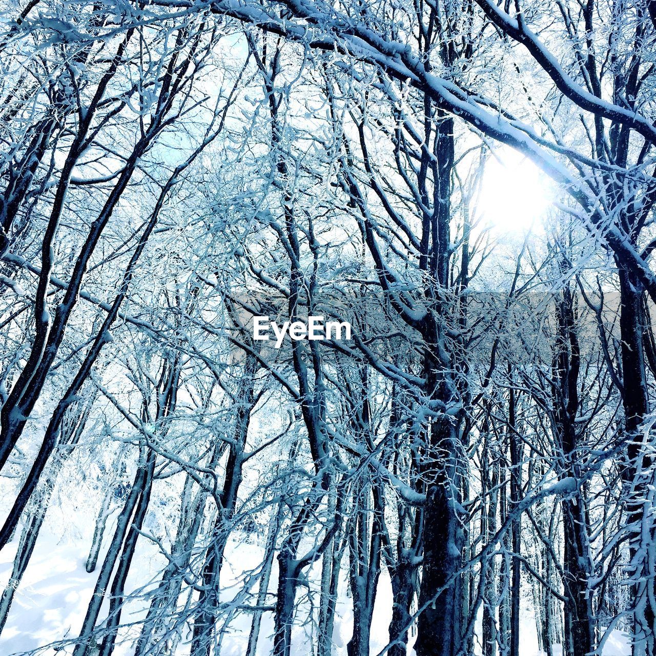 LOW ANGLE VIEW OF BARE TREES IN SNOW