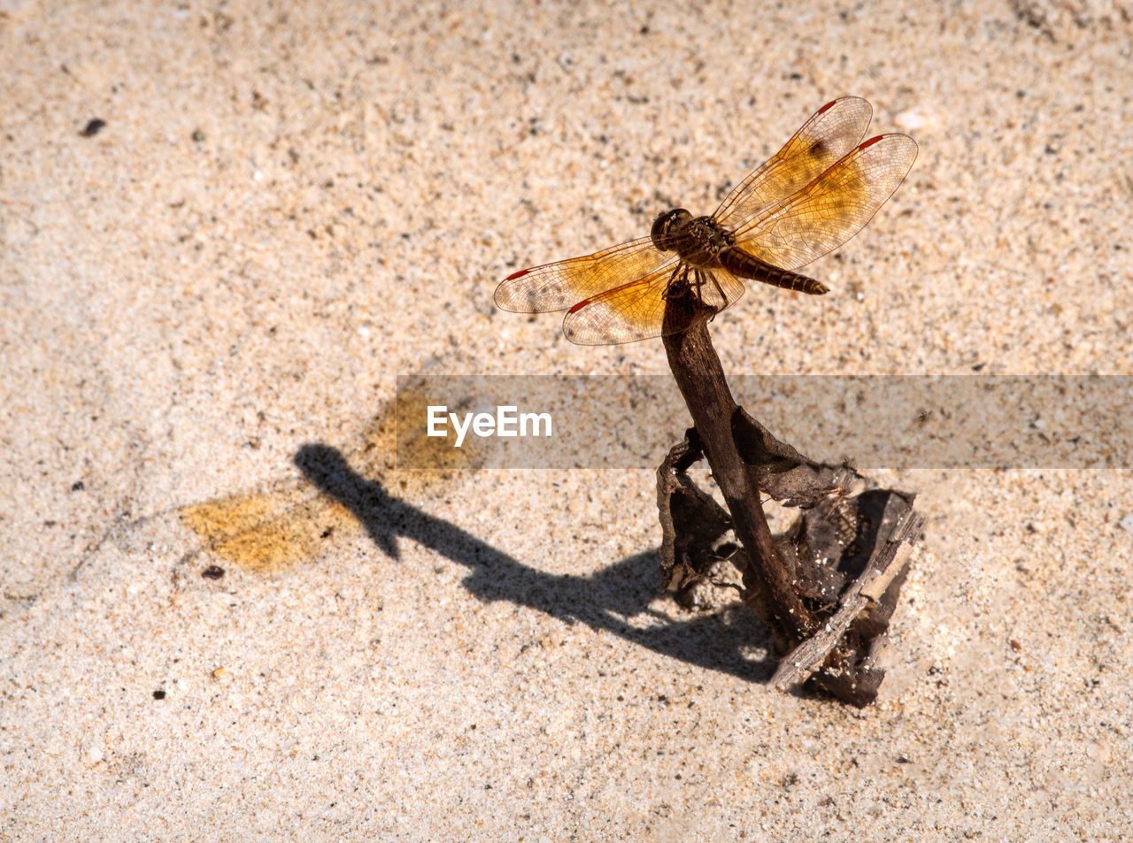 HIGH ANGLE VIEW OF GRASSHOPPER ON A LAND