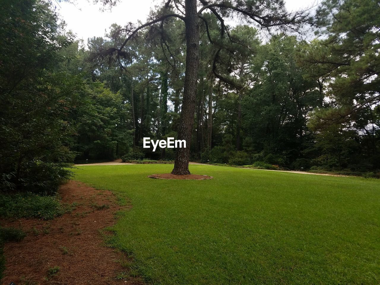 VIEW OF TREES ON LANDSCAPE