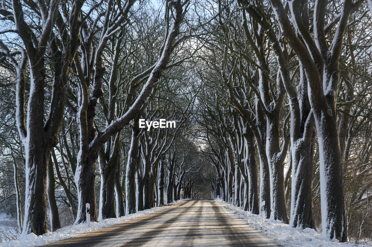 EMPTY ROAD ALONG BARE TREES IN FOREST