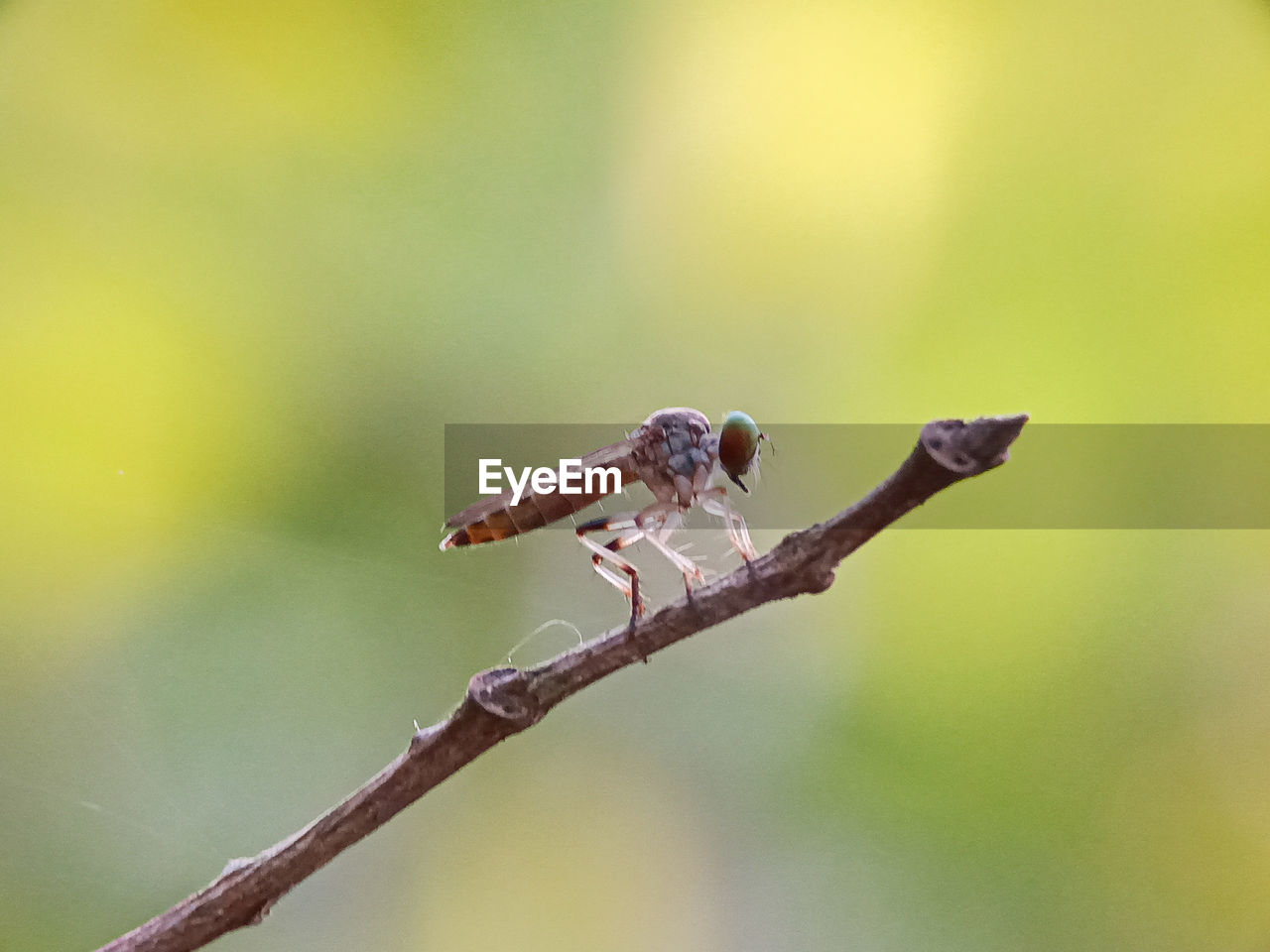 CLOSE-UP OF GRASSHOPPER ON A PLANT