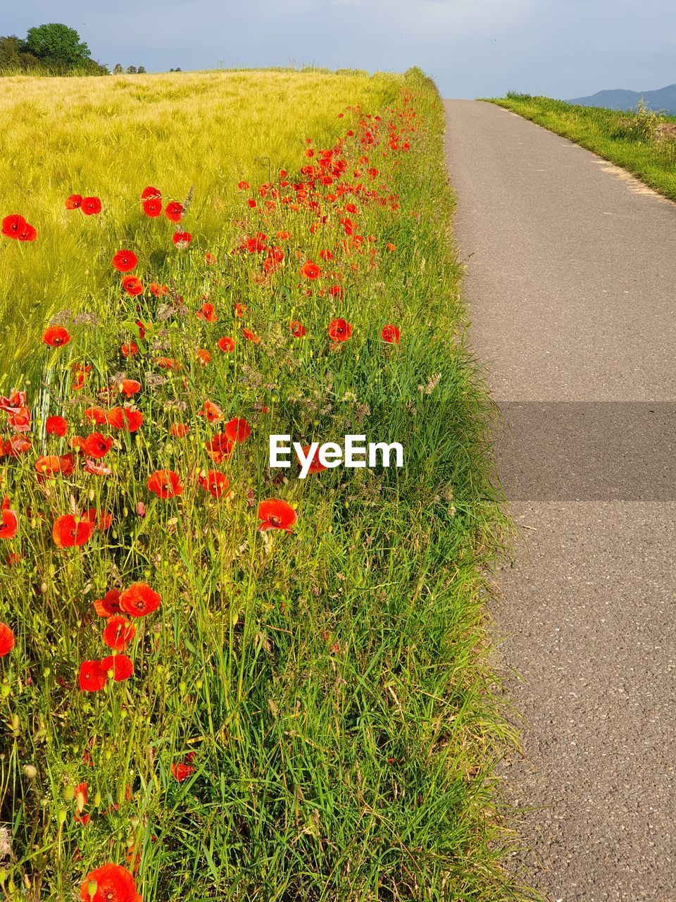 RED POPPIES ON FIELD