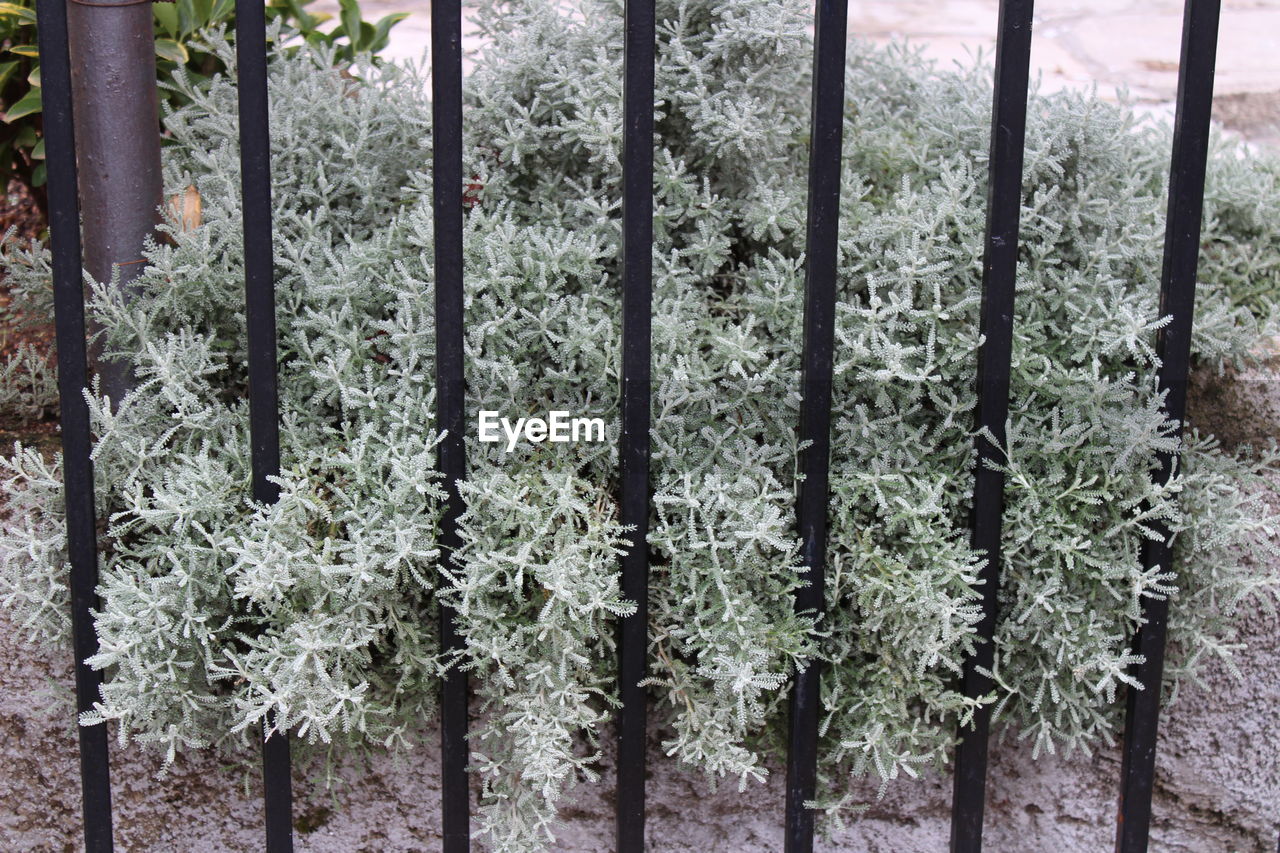 CLOSE-UP OF PLANTS AND TREES