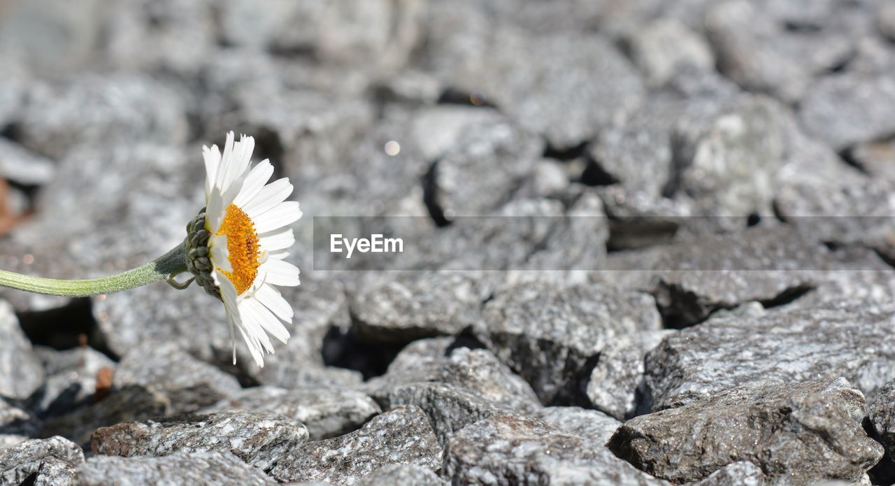Close-up of white flower on rock