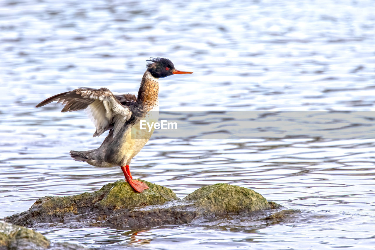 BIRD PERCHED ON A LAKE