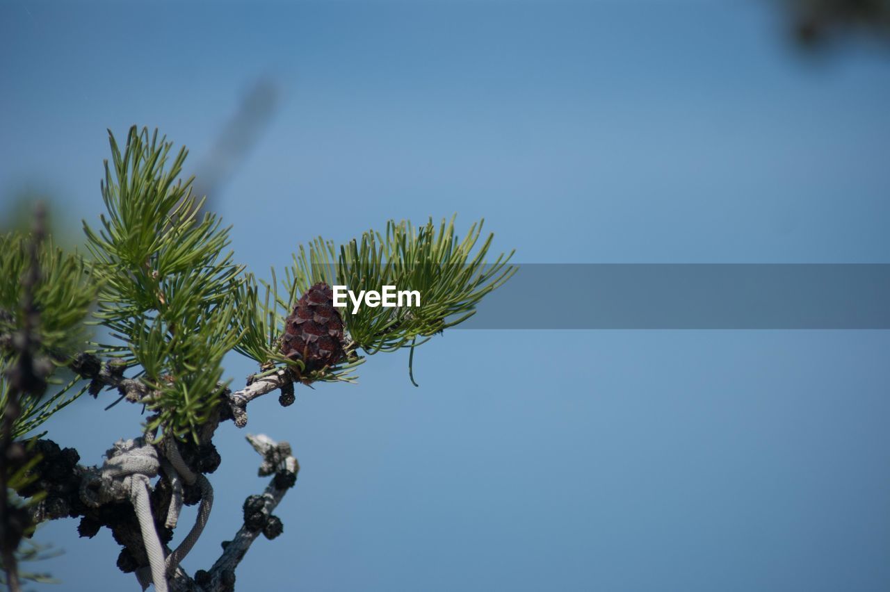 LOW ANGLE VIEW OF BIRD PERCHING ON PLANT AGAINST SKY